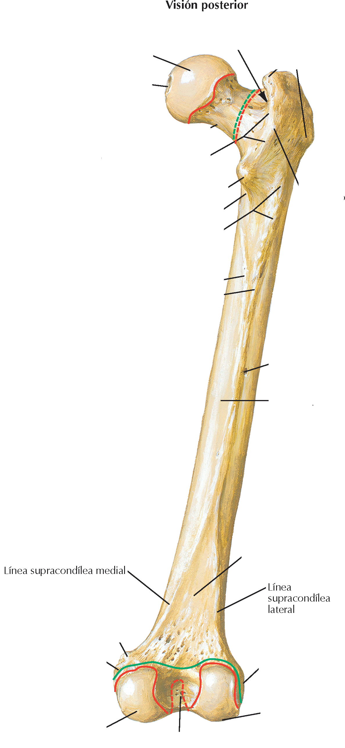 <p>Inferiormente la línea áspera se divide en esta línea, y se divide en medial y lateral que conducen a los cóndilos medial y lateral</p>