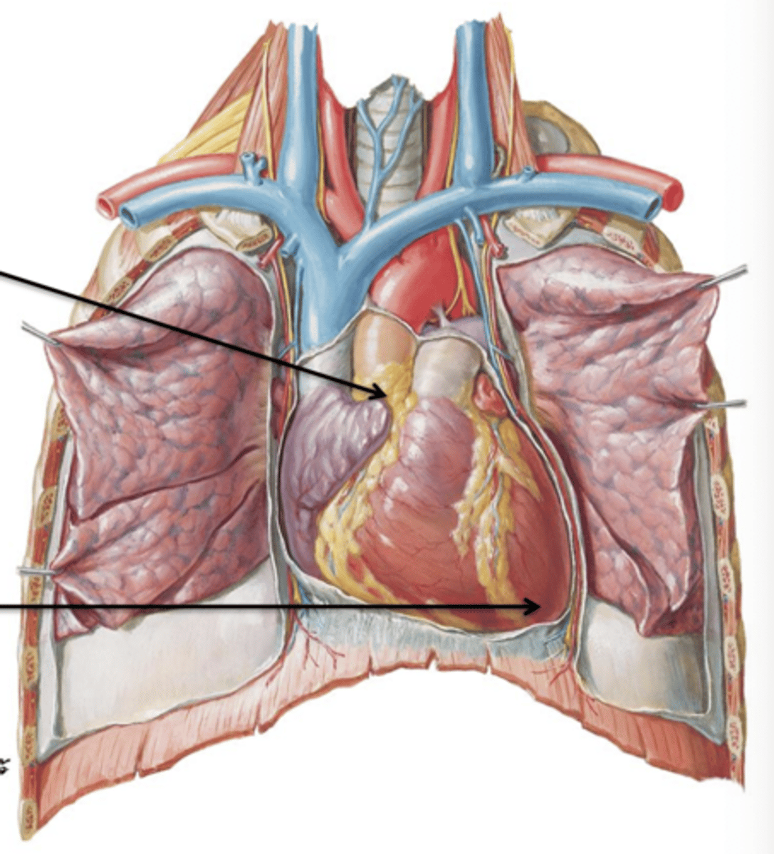 <p>Rounded projection of the heart that points inferiorly and to the left. It lies at the level of the left 6th costal cartilage.</p>