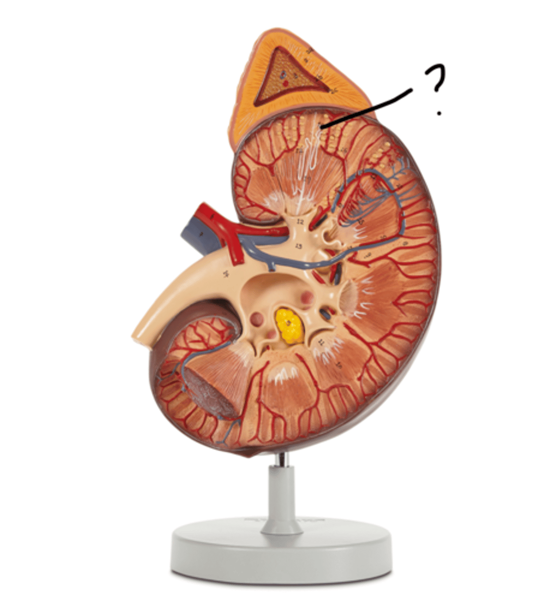 <p>Name this segment</p>