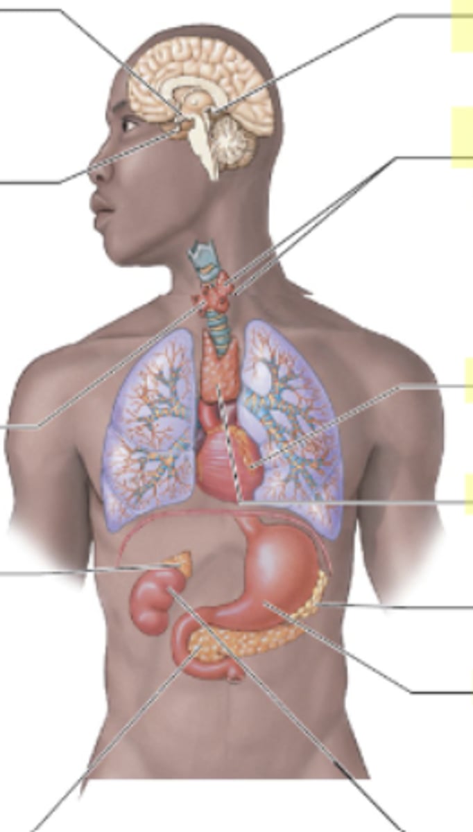 <p>The parathyroid glands are located on the posterior surface of the thyroid gland.</p>