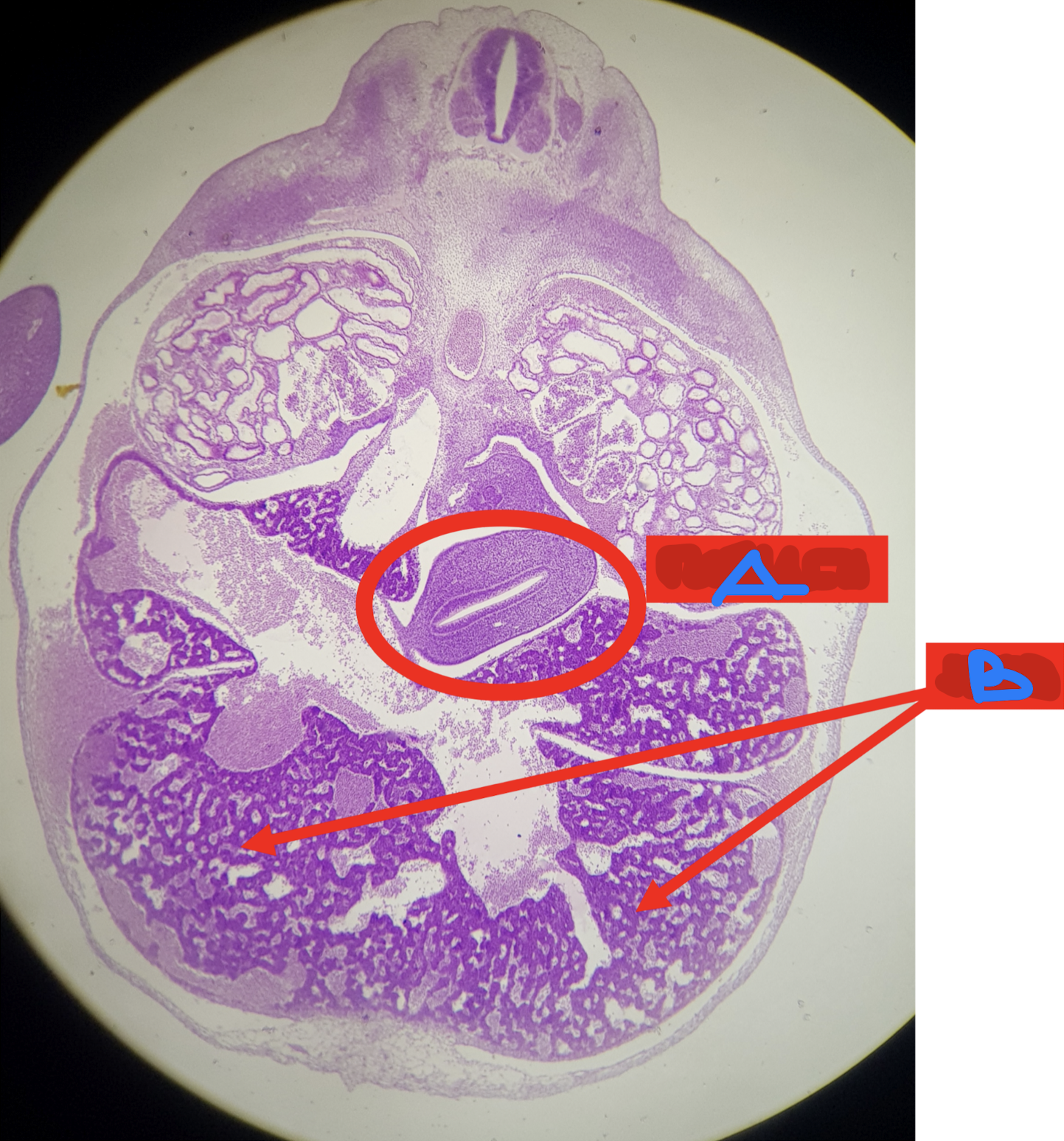 <p>Identify the structure</p>