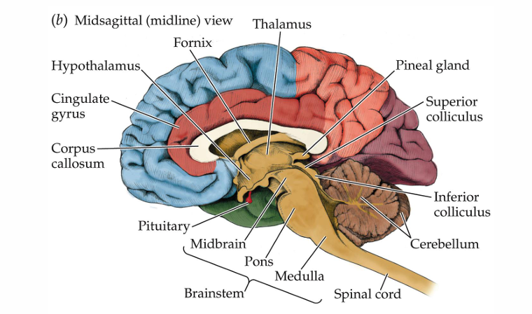 <ul><li><p><strong>Cerebral Ventricles</strong>: Fluid-filled cavities within the brain that contain cerebrospinal fluid (CSF), which cushions and nourishes the brain.</p></li><li><p><strong>Choroid Plexus</strong>: A network of cells in the ventricles that produces cerebrospinal fluid.</p></li><li><p><strong>Cerebrospinal Fluid (CSF)</strong>: Fluid that circulates around the brain and spinal cord, providing protection, nutrients, and waste removal.</p></li><li><p><strong>Gray Matter</strong>: Areas of the brain rich in neuron cell bodies, responsible for processing information.</p></li><li><p><strong>White Matter</strong>: Consists of myelinated axons that transmit signals between different parts of the brain.</p></li></ul><p></p>