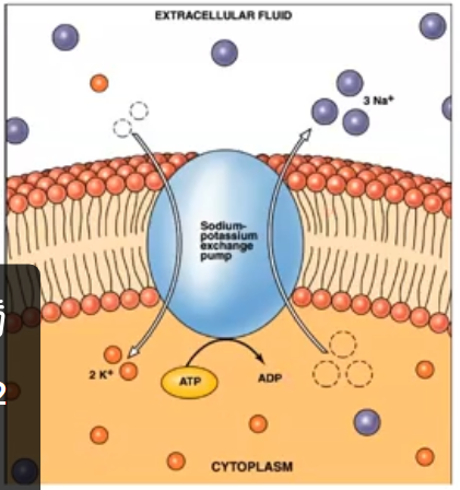 <p>secretion by active transport </p>