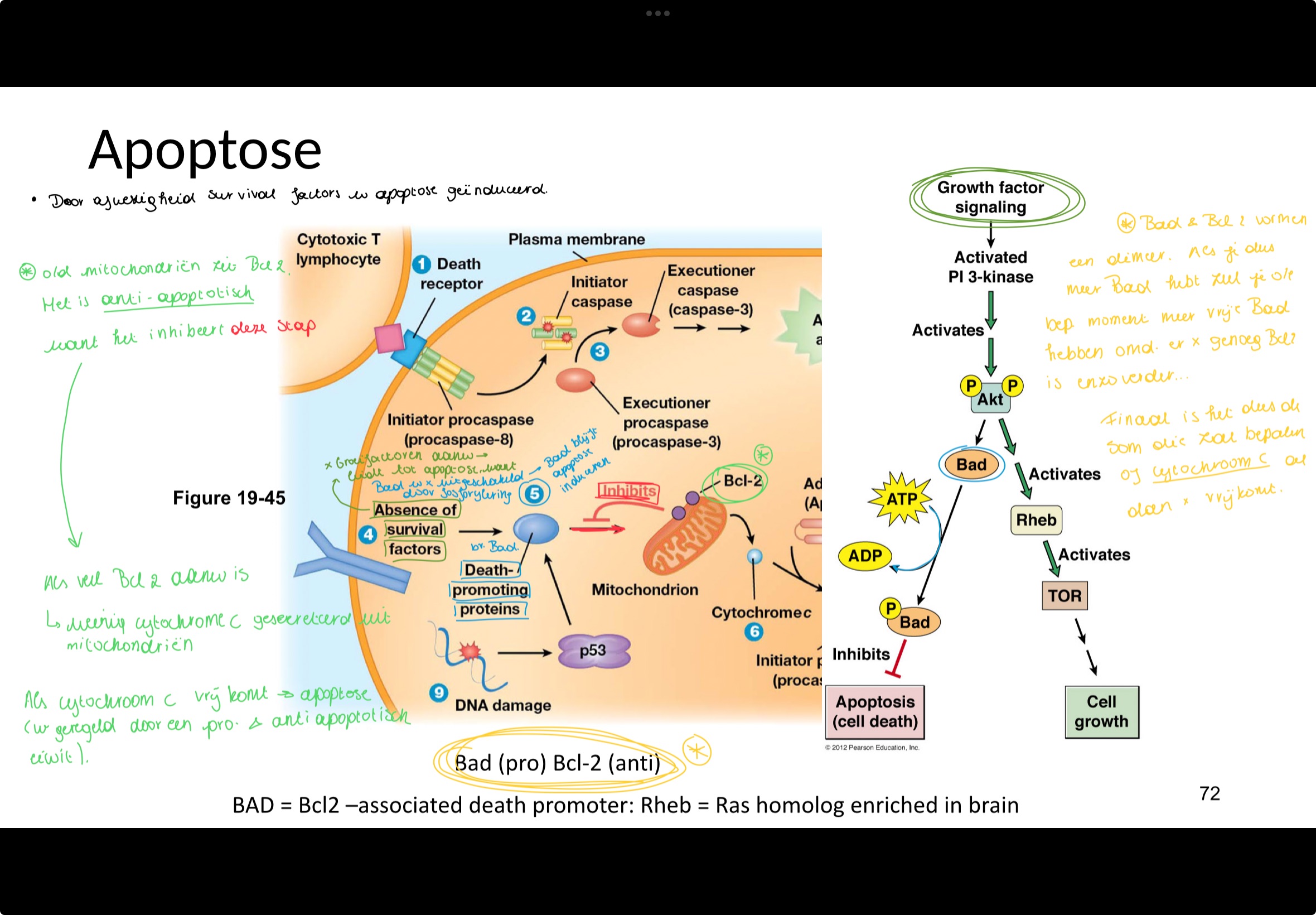 <p>Bad en Bcl2 vormen een dimeer, als je dus meer Bad hebt, zul je op een bepaald moment meer vrije Bad hebben omdat er nie geoeg Bcl2 is.</p><p>In totaal is het dus de som die zal bepalen op cytochroom c al dan niet vrijkomt.</p>