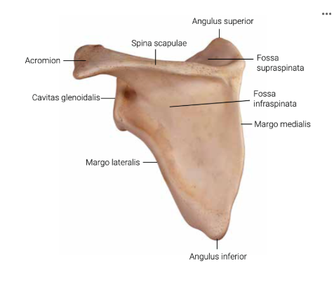 <p>Welke kant zie je de scapula?</p>
