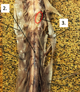 <p>What structure of the spinal cord is #3?</p>