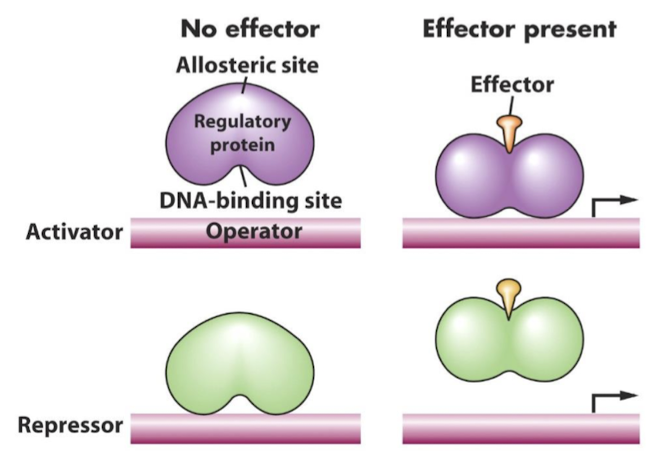 <p>The activator and repressor proteins exist in two states depending on whether they are bound or not bound with a certain molecule. The activator or repressor protein undergoes allosteric change when it binds with a specific molecule (conformational change). Allosteric modification increases or decreases DNA binding affinity property of the activator or repressor protein, respectively.</p>