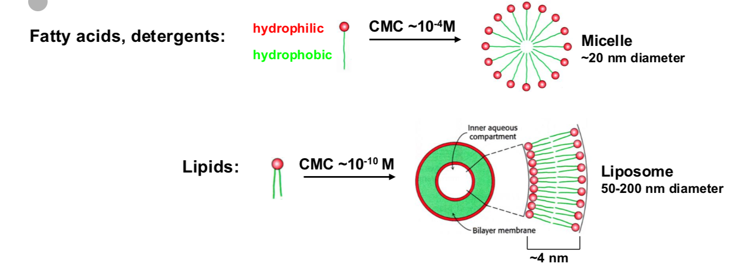 <ul><li><p>Stable lipid bilayer which form spontaneously in water</p></li><li><p>Stabalized by hydrophobic interactions</p></li><li><p>Low permeability for charged molecules (polar or hydrophillic moleucles)</p></li></ul><p></p>