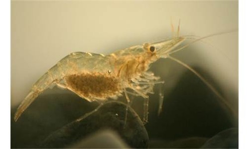 <p>Shore Shrimp</p>