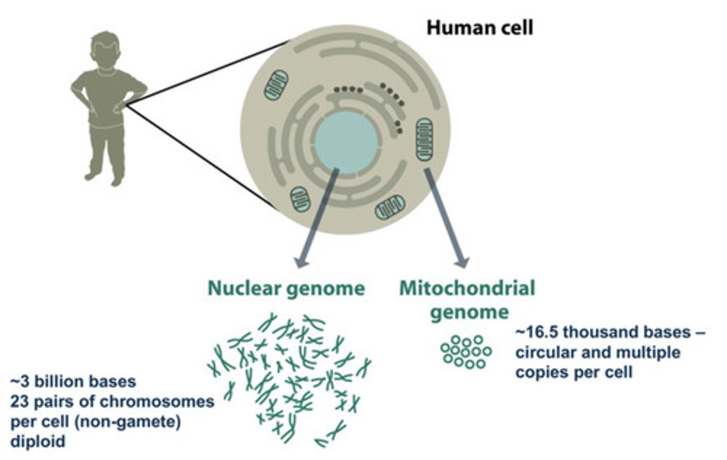 <p>DNA carries the genetic information that gets passed down from one generation to the next in every living organism.</p>