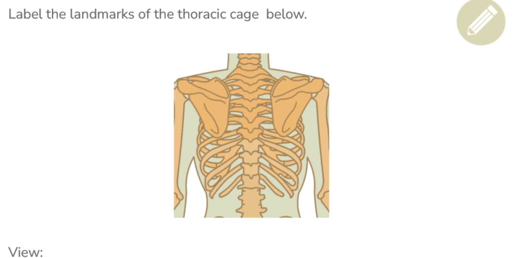 <p>Label all the thoracic cage landmarks (posterior)</p>