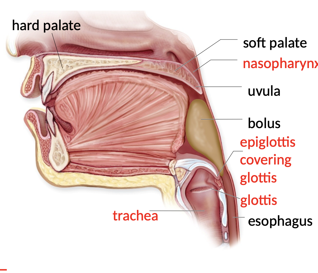 <p>Pharynx </p>