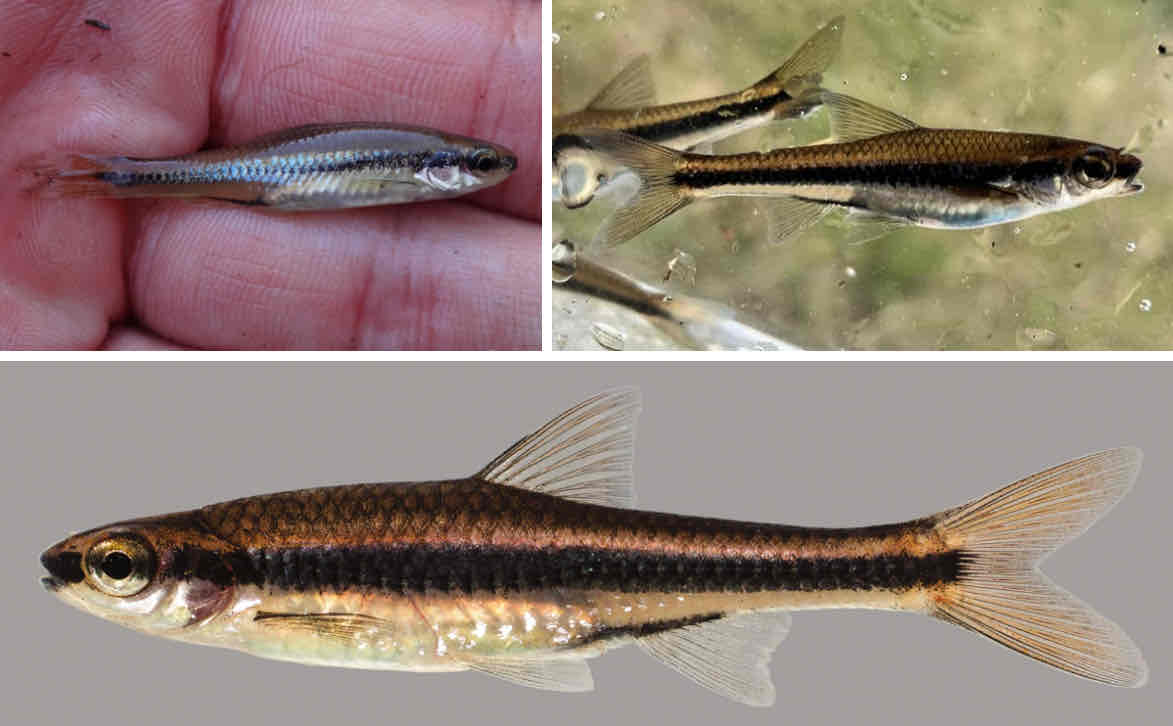 <p></p><ul><li><p>Biggest “small” fish</p></li><li><p>Black line down the length of the body</p></li><li><p>Forked tail</p></li></ul><p></p>