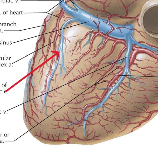 <p>Which heart circulation:</p><ul><li><p>Parallels circumflex artery</p></li><li><p>On left posterior side of heart</p></li></ul><p></p>