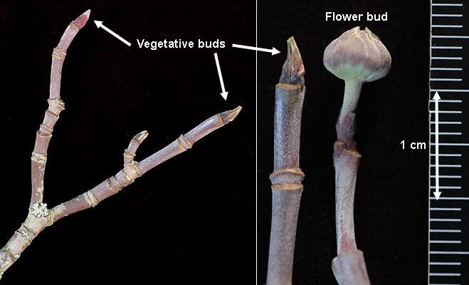 <p>small blocky bark, flattened branches twigs point up, opposite Buds: reddish, fuzzy, long thin</p>