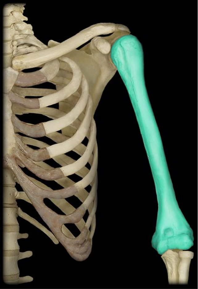 <p>Large upper bone of the upper limb</p>