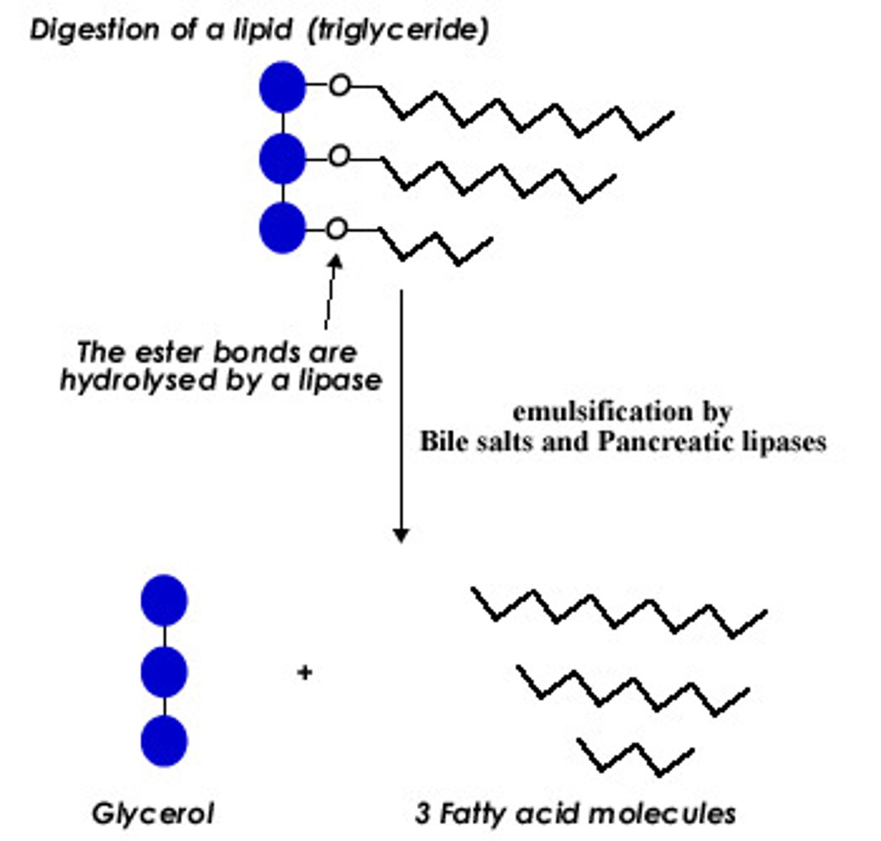 <p>Fat-digesting enzyme; breaks down triglycerides into fatty acids and monoglycerides</p>