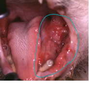 <ul><li><p><span style="color: red"><strong>MOA:</strong> </span>most <strong>common oral tumor in cats</strong></p><ul><li><p><strong>malignant</strong></p></li><li><p><strong>Cats: <u>VERY AGRESSIVE</u></strong></p><ul><li><p> flea collars, environmental tobacco smoke</p></li></ul></li><li><p><strong>Dogs: locally invasive</strong>,<u> slow metastasis</u></p></li></ul></li><li><p><span style="color: red"><strong>TX:</strong></span> complete <strong>SX</strong> resection</p><ul><li><p>Good prognosis in dogs</p></li><li><p><strong><u>VERY poor prognosis in cats</u></strong></p></li></ul></li></ul><p></p>