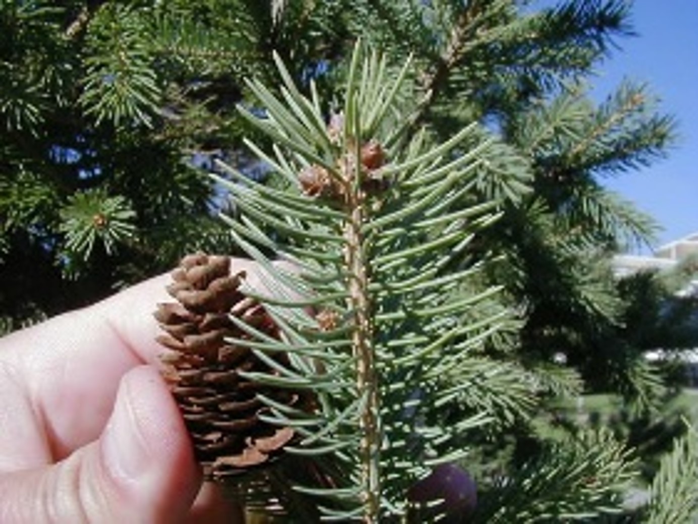 <p>Picea glauca ‘Densata’: White Spruce</p>