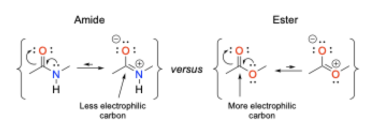 <p>Amides are more stable than esters towards hydrolytic cleavage</p>