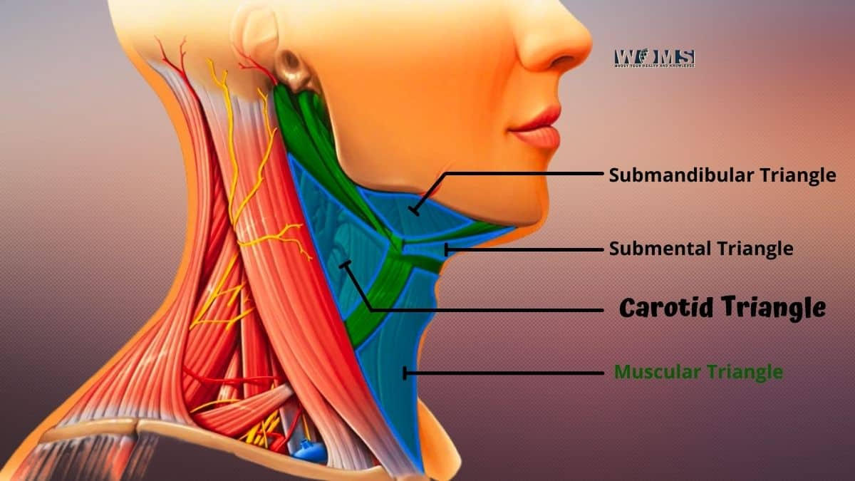 <p>A. Anterior cervical triangle - 2. Carotid, 4. Digastric triangle</p><p>B. Posterior(lateral) cervical triangle - 1. Omotrapezoid (Subclavian triangle), 3. Omoclavicular (Occipital triangle)</p>