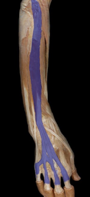 <p>next to extensor carpi radialis brevis, middle of forearm, tendons go to fingers</p>