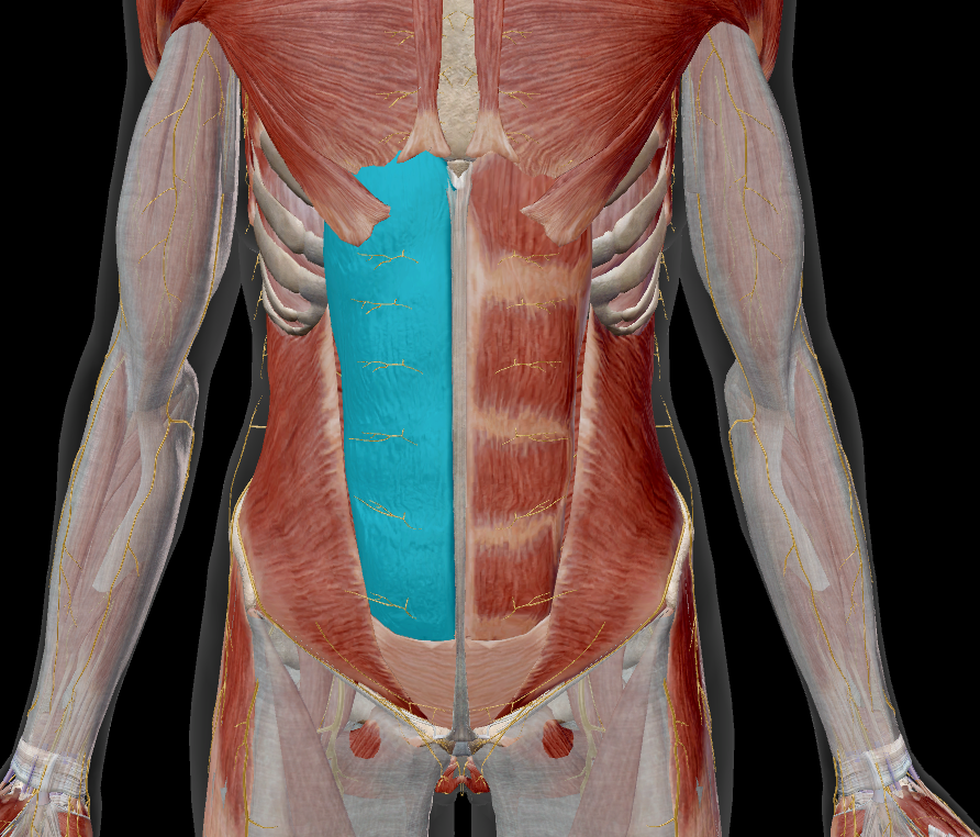 <p>name the muscle + action</p>