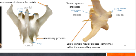 <p>Longer bodies</p><p>large transverse process</p>