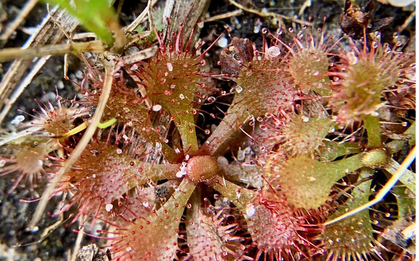 Dwarf Sundew