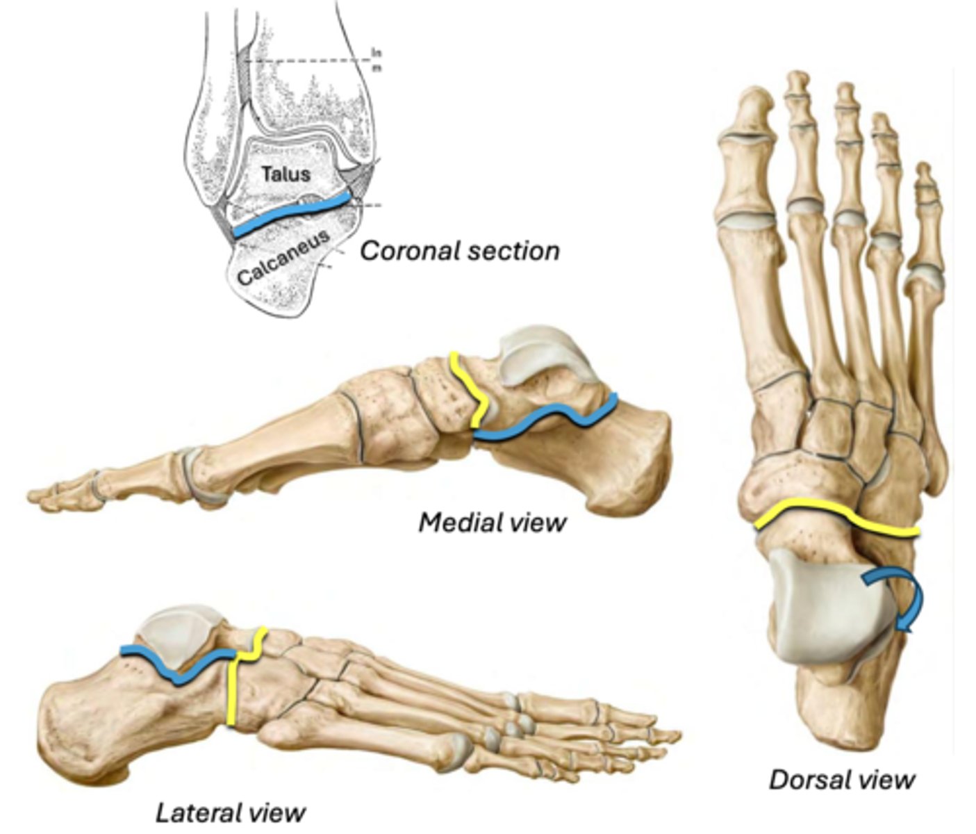 <p>Assists inversion/eversion</p><p>• Between: talus &amp; navicular + calcaneus &amp; cuboid</p><p>YELLOW</p>