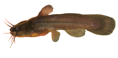 <p>bottom and top lip line up, no overbite, gray/brown in color&nbsp;</p>