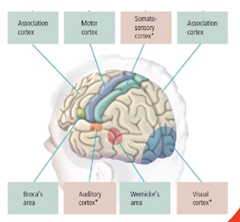 The Auditory Pathways