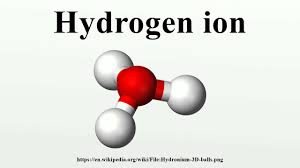 <p>Hydrogen Ions (H+) </p>