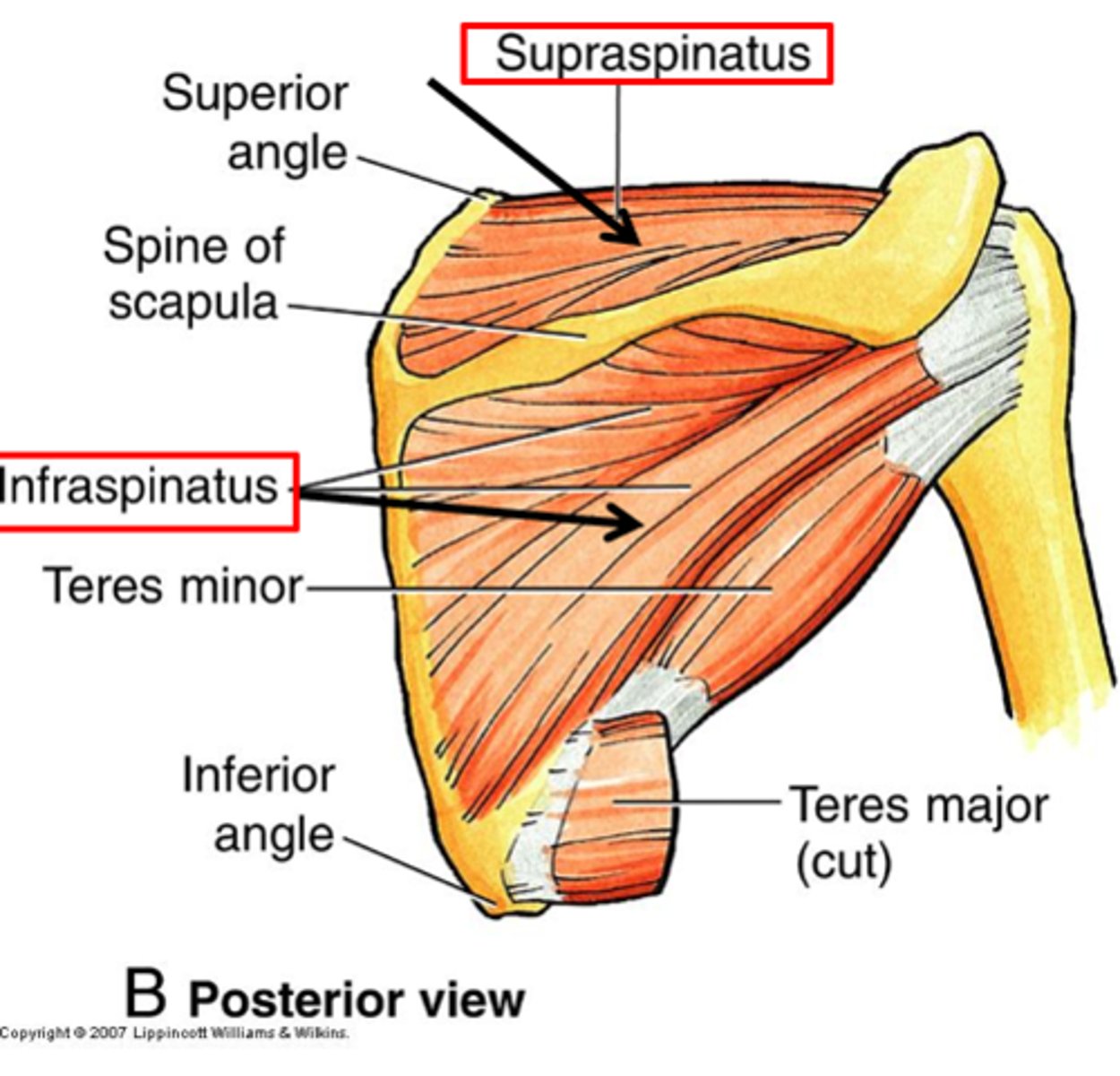 <p>Greater tubercle of the humerus.</p>