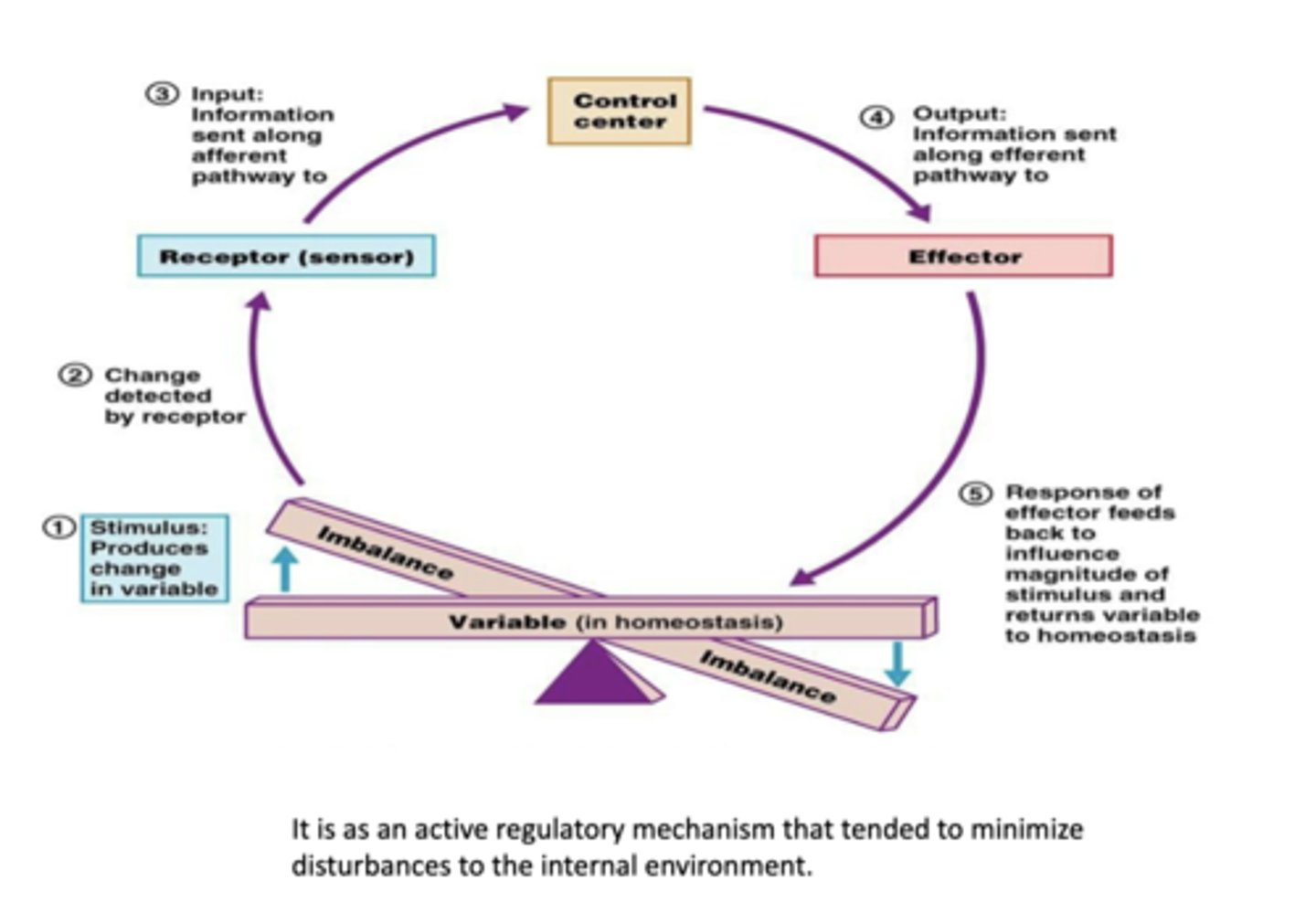 <p>What do feedback loops involve? (3)</p>
