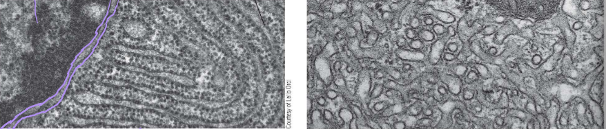 <p>Identify these images</p>