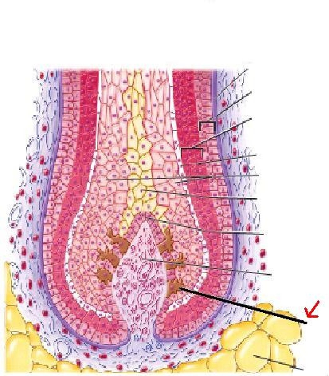 knowt flashcard image