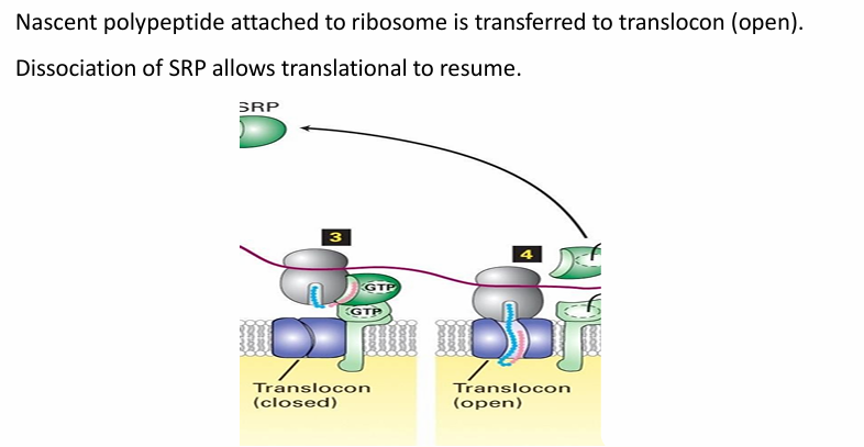 <ul><li><p>The translocon is initially closed</p></li><li><p>Opens as the nascent peptide is transferred to interior&nbsp;</p></li><li><p>SRP dissociates from ER signal sequence during translation&nbsp;</p><ul><li><p>Translation then continues&nbsp;</p></li><li><p>Ribosome remains associated with ER membrane</p></li></ul></li><li><p>As translation continues, the nascent peptide is pushed through translocon&nbsp;</p></li></ul><p></p>