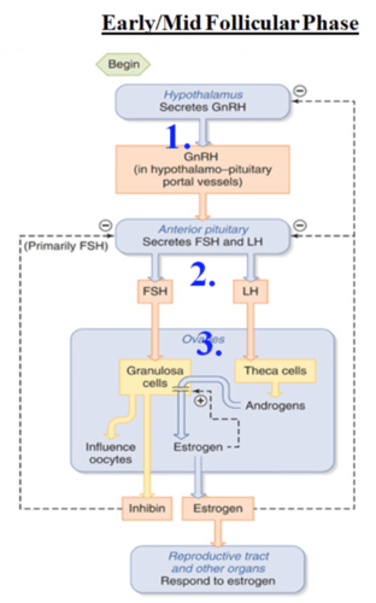 <p>1) Kiss1 neurons of the ARC nucleus (involved with the pulse center) release kisspeptin (protein)</p><p>2) Kisspeptin stimulates the GnRH-secreting cells of the hypothalamus to secrete GnRH</p><p>3) via the hypophyseal portal system and median eminence - GnRH stimulates gonadotropes in the AP to release LH and FSH</p><p>4) Both LH and FSH stimulate the formation of the developing follicle</p><p>5) Both LH and FSH allow the follicular cells (thecal and granulosa cells) to secrete estrogen</p><p>6) Rising levels of estrogen can stimulate follicle development and maturation</p><p>7) Rising levels of estrogen can also weakly negatively inhibit the ARC nucleus and decrease GnRH levels and FSH levels (LH continues to rise)</p><p>Inhibin also inhibits FSH secretion from the pituitary (LH continues to rise as Estrogen and progesterone are both needed to suppress LH)</p><p>8) The developing follicle produces inhibin, which negatively regulates levels of FSH</p><p>Endometrium is thin at the end of the menstruation cycle or beginning of the follicular phase post-menses due to low levels of estrogen post-menses</p>