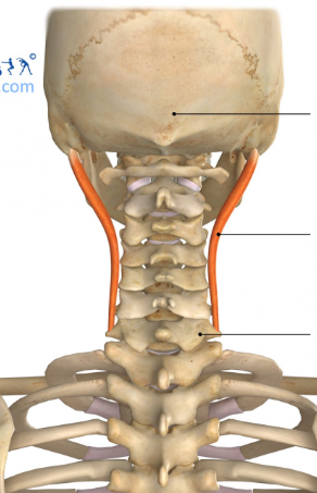 <p>Origin: Transverse processes of the upper 4-5 thoracic vertebrae and the articular processes of the lower 3-4 cervical vertebrae</p><p>Insertion: Posterior margin of the mastoid process, beneath the splenius capitis and sternocleidomastoid</p><p>Innervation: Dorsal primary rami of the middle and lower cervical nerves</p><p>Action: Extension and lateral flexion of the neck and spine; ipsilateral rotation of the head</p>