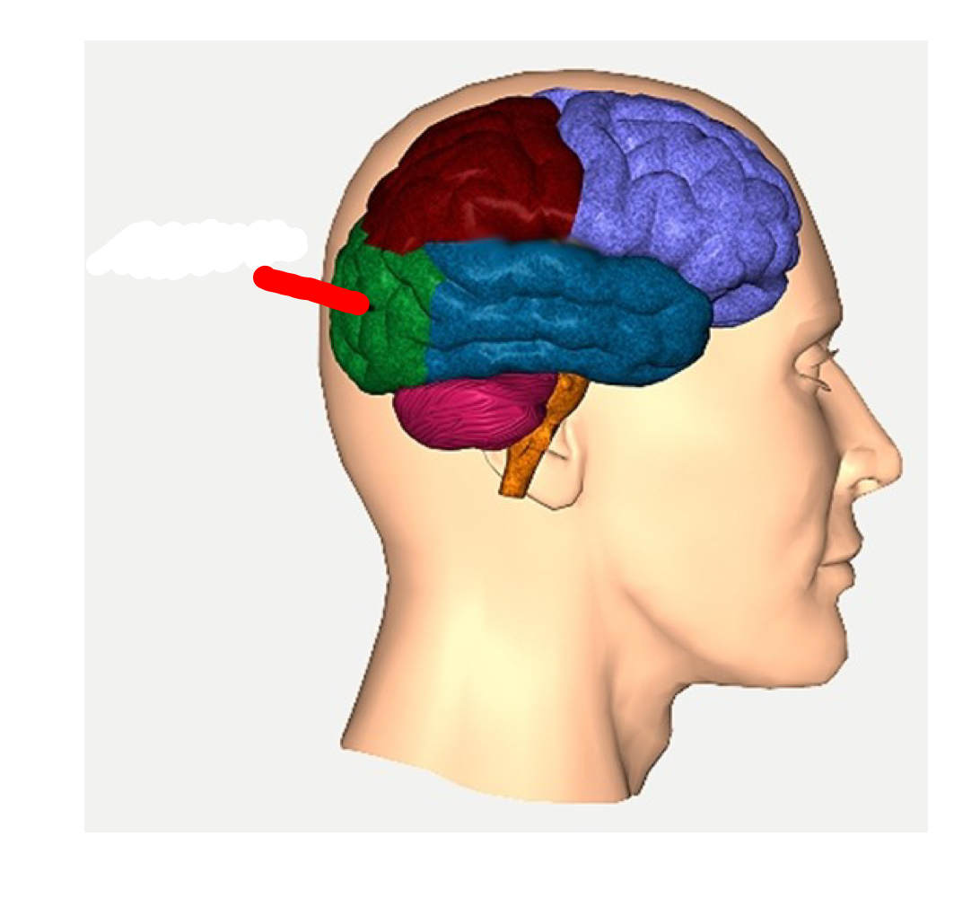 occipital lobe