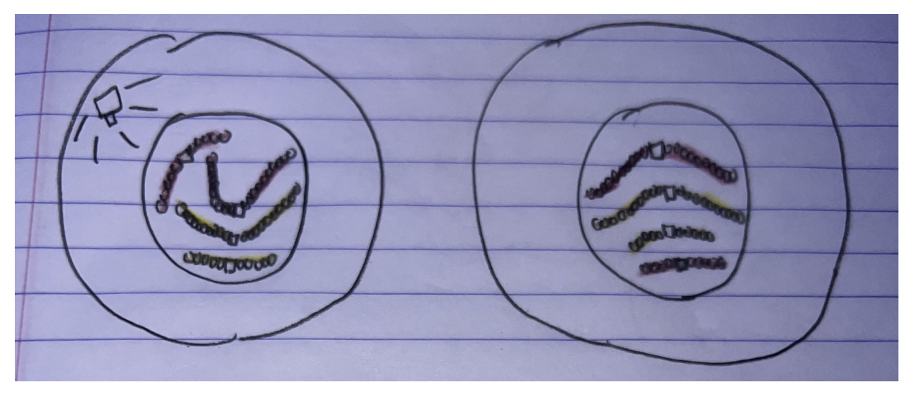 <p>Two daughter cells following cytokinesis 2N, 2C</p>