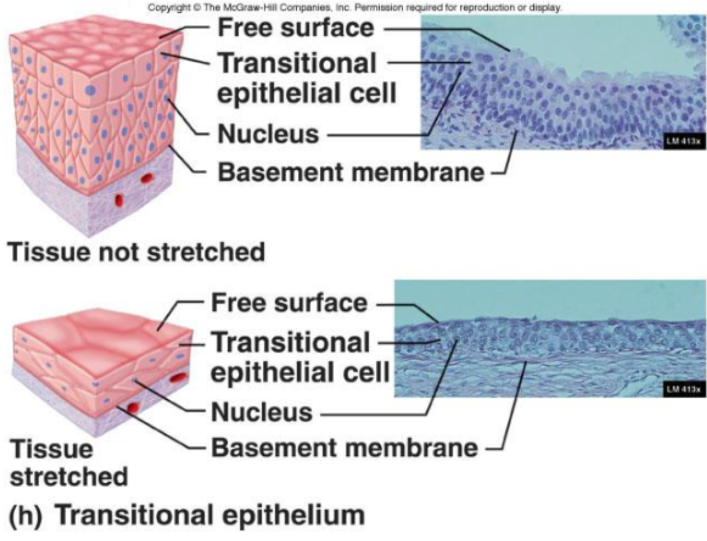 <p><span><strong>Function:</strong></span></p><ul><li><p><span>Accommodates fluctuations in the volume of fluid in an organ/tube</span></p><ul><li><p><span>Need for more surface area</span></p></li></ul></li></ul><p><span><strong>Location:</strong></span></p><ul><li><p><span>Lining of urinary organs</span></p><ul><li><p><span>Apical cells can change shape to accommodate stretching</span></p></li></ul></li></ul><p></p>