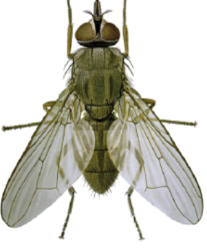 <p>What fly is this? </p>