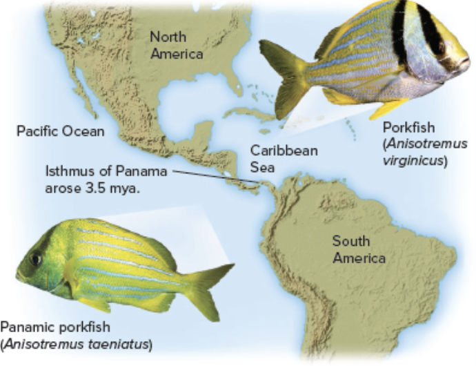 <p>Speciation by <strong>geographic isolation</strong></p><ul><li><p><span style="background-color: transparent;"><span>first proposed by a paleontologist studying fossil record of mammals</span></span></p></li><li><p><span><span>gene flow between the soon-to-be species must be greatly reduced — but it doesn’t have to be reduced completely to zero.</span></span></p></li></ul><img src="https://knowt-user-attachments.s3.amazonaws.com/a5814cd9-6c3a-4bb7-8360-9f44e6474ba8.png" data-width="100%" data-align="center"><p></p>