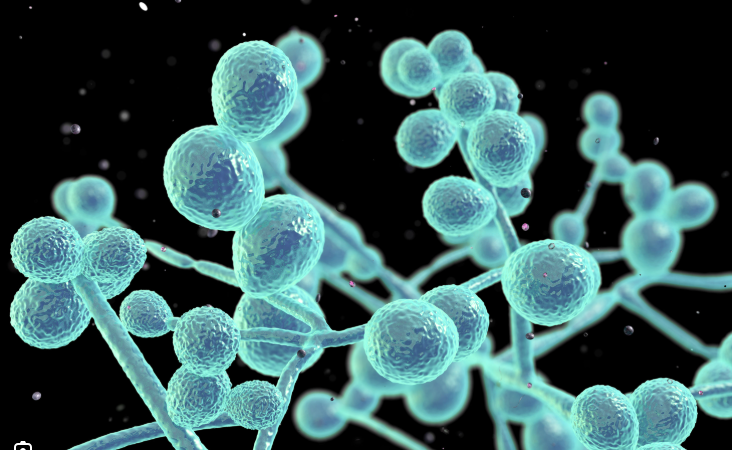 <p>Yes, 50% are colonized with Candida albicans → GI tract (mouth to anus) and vagina </p><p>→ Infection arises from one’s flora</p>