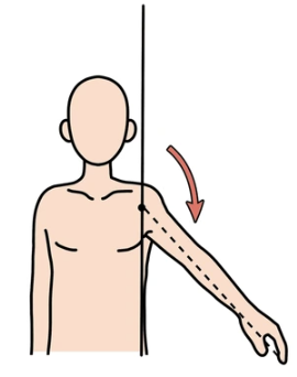<p>movement of a part towards the central axis of the body, medial movement </p>