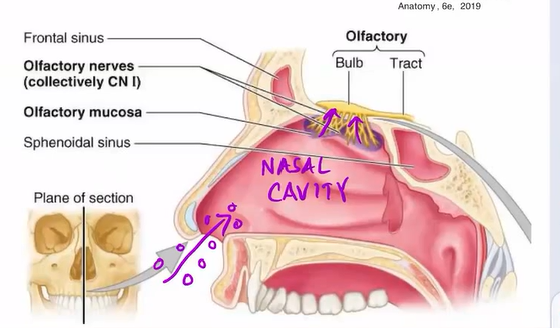 <p>CN I - sensory</p><p>origination: olfactory receptor cells → primary olfactory cortex</p><p>passageway: cribiform foramina</p><p>func: special sensation (CHEMORECEPTION → smell)</p><p></p>