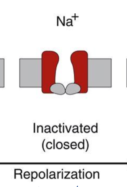 <ul><li><p>the h gate closes and the flow of Na+ stops</p></li></ul><p></p>