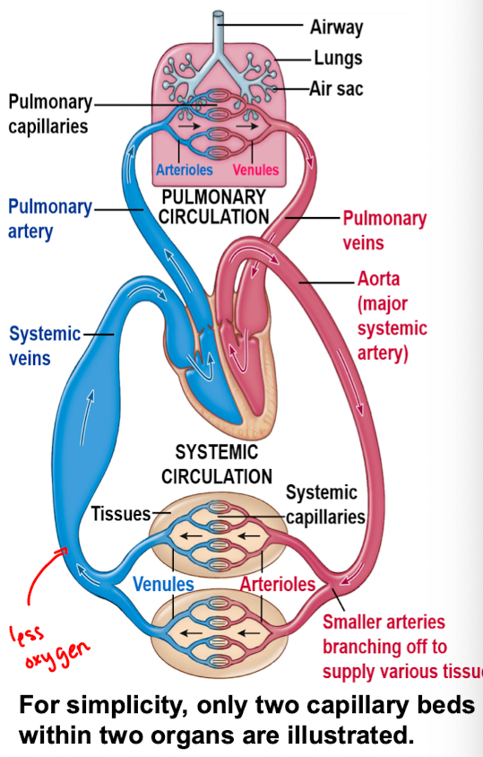 <p>the smallest diameter vessels that are formed when arterioles branch</p>